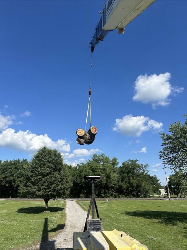 Crane hoisting heavy sections of oak trunk against a blue sky