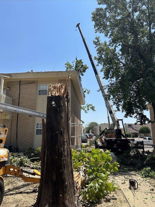 Crane rigged to a tall standing tree trunk during a removal beside a building